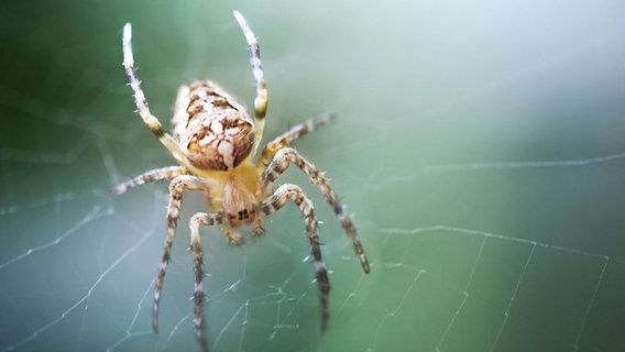 Eine braun-gelbe Spinne sitzt in ihrem Spinnnetz © picture alliance / Zoonar | Zoya Fedorova Foto: Zoya Fedorova