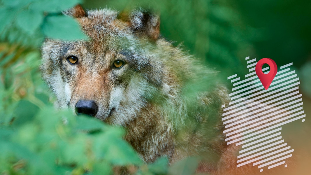 Ein europäischer Wolf (Canis lupus) versteckt sich im Wald.