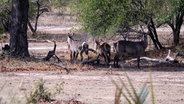 Antilopen stehen im „Mosi-oa-Tunya“-Nationalpark in der Nähe von Livingstone im Süden von Sambia. © picture alliance/dpa | Bernd von Jutrczenka 