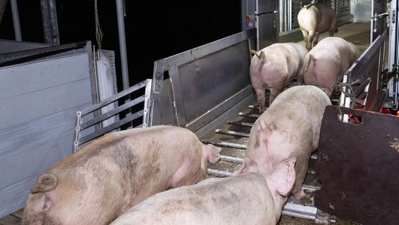 Schweine gehen auf einer Verladerampe auf einen Tiertransporter. © picture alliance / Fotostand Gelhot 