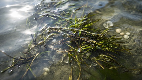 Bild eines landschaftlich gestalteten Seegrasfeldes im Meer. © dpa picture alliance/anp Foto: SIESE VEENSTRA