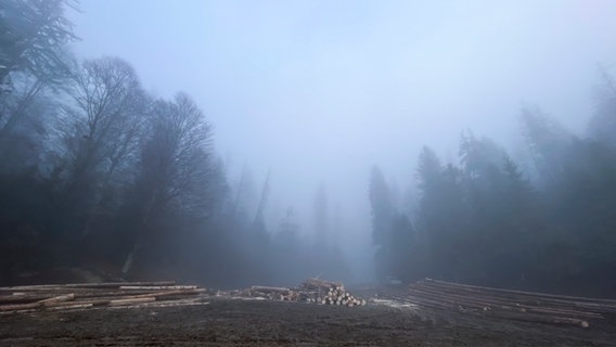 Ein nebeliges Waldgebiet mit abgeholzten Bäumen. © privat/NDR Foto: Benedikt Strunz und Marcus Engert
