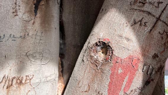 Einschussloch einer Kugel in einem Baum. © ARD Foto: Bettina Meier
