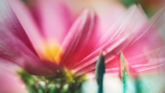 Ein Ausschnitt "rosa Blüte" aus einer Naturfotografie in einer Shanghaier Galerie. © ARD Foto: Eva Lamby-Schmitt