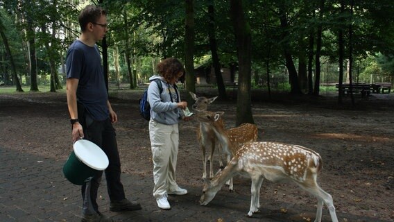 Ein Kind füttert Damwild. © NDR Mikado Foto: Fatma Sahin