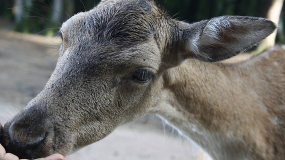 Ein Damwild ist Futter. © NDR Mikado Foto: Fatma Sahin