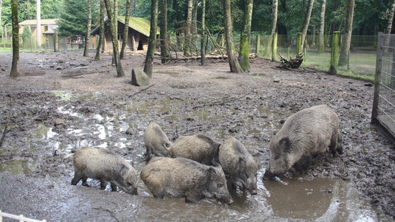 Wildschweine wühlen in der Suhle. © NDR Mikado Foto: Fatma Sahin