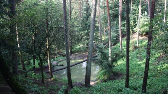 Ein Wolfs-Gehege in einem Wildpark. © NDR Mikado Foto: Fatma Sahin