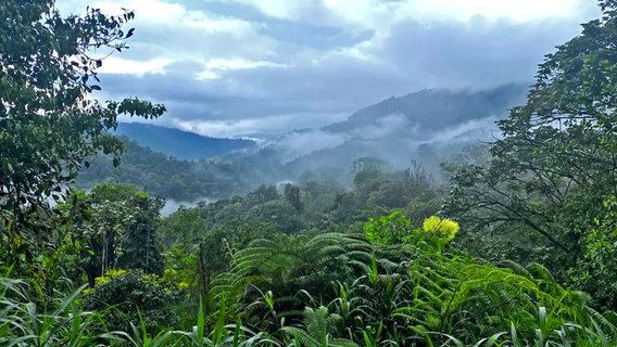 Grüner Farn, Bäume in einem Urwaldtal in Ecuador © NDR Foto: Weydt, Elisabeth