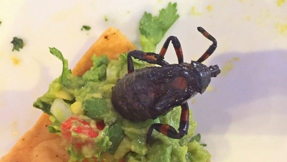 Mexikos Kuche Mit Insekten Auf Der Speisekarte Ndr De Nachrichten Ndr Info Sendungen Zwischen Hamburg Und Haiti