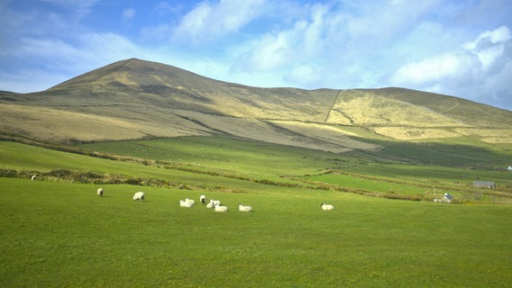 Schafe grasen auf den sanften Hügeln der Landschaften in Dingle, Irland © NDR Foto: Matthias Schuch