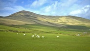 Schafe grasen auf den sanften Hügeln der Landschaften in Dingle, Irland © NDR Foto: Matthias Schuch