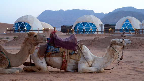 Kamele ruhen sich in Jordanien aus und warten auf ihren nächsten Einsatz © NDR / Florian Guckelsberger Foto: Florian Guckelsberger