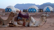 Kamele ruhen sich in Jordanien aus und warten auf ihren nächsten Einsatz © NDR / Florian Guckelsberger Foto: Florian Guckelsberger