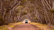 Ein Jeep fährt auf einer sandigen roten Landstraße durch eine Allee im australischen Kangaroo Island © NDR / Michael Marek Foto: Michael Marek