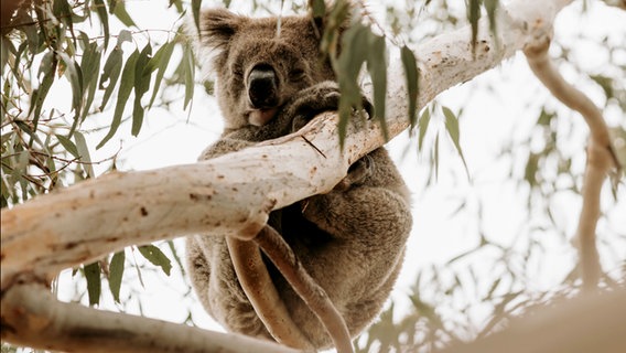 Eindrücke aus Australien vom Kangaroo Island © NDR Foto: Michael Marek