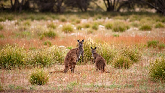 Drei Kängurus in freier Wildnis schauen aufmerksam auf Kangaroo Island © NDR Foto: Michael Marek