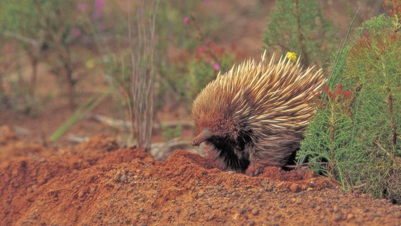 Ein Ameisenigel läuft über den roten sandigen Boden auf Kangaroo Island © NDR Foto: Michael Marek