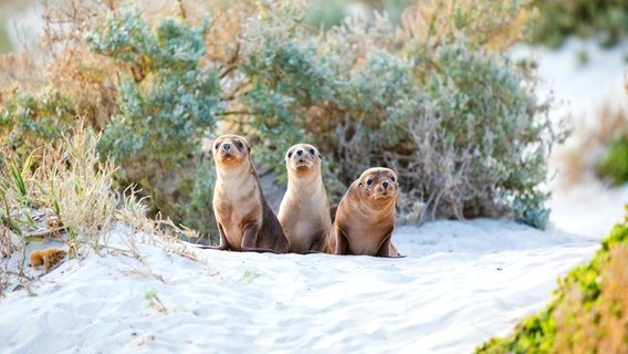 Eindrücke aus Australien vom Kangaroo Island © NDR Foto: Michael Marek