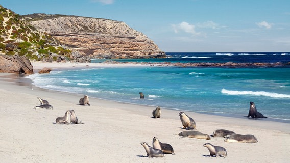 Seebären an einem Strand in Australien © NDR Foto: Michael Marek