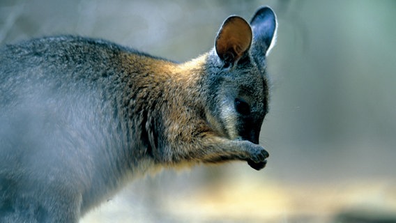 Eindrücke aus Australien vom Kangaroo Island © NDR Foto: Michael Marek