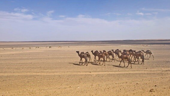 Kamele am Rande der Westsahara in der Wüste © NDR Foto: Isa Hoffinger