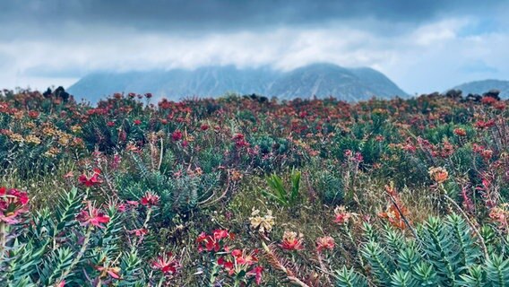 Bunte Disteln und Pflanzen vor einem Berg, dessen Gipfel in Wolken gehüllt ist © NDR / Nina Schwabe Foto: Nina Schwabe