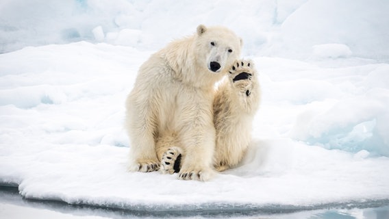 Eisbären auf schwimmendem Eis in der Arktis © NDR Foto: Sven Weniger