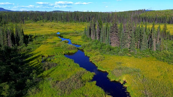 Ein Fluss schlängelt sich durch eine grüne Tundralandschaft (in Nunavik, Quebec) © NDR Foto: Achill Moser und Aaron Moser