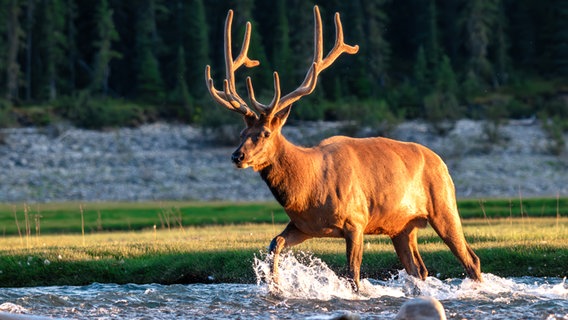 Ein prächtiger Wapiti-Hirsch stakst durch einen Fluss © NDR Foto: Achill Moser und Aaron Moser