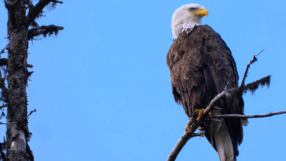 Ein Weißkopfseeadler sitzt in freier Wildnis auf einem Ast. © NDR Foto: Achill Moser und Aaron Moser