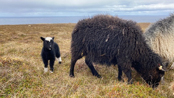 ein Lamm steht neben anderen Schafen der der Shetlandinseln © NDR Foto: Dorothea Brummerloh