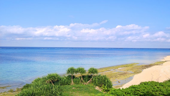 Ein Sandstrand, davor Bäume, dahinter das Meer in Okinawa (Japan) © NDR Foto: Isa Hoffinger