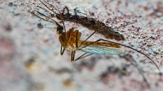 Eine Stechmücke der Art Culex pipiens hängt an der Decke eines alten Kellers. © picture alliance/dpa/dpa-Zentralbild | Patrick Pleul 