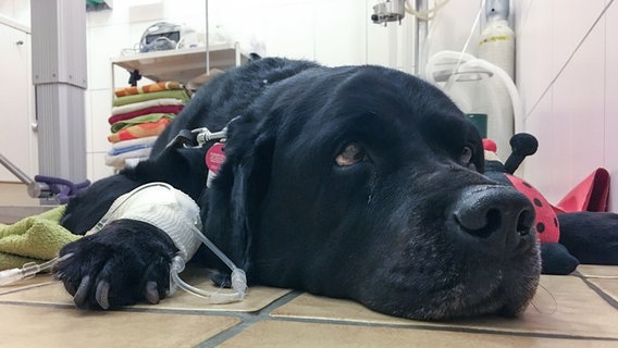 Ein kranker schwarzer Labrador Retriever liegt mit einer Infusion an der Pfote beim Tierarzt. © picture alliance / Eibner-Pressefoto Foto: Deutzmann/Eibner-Pressefoto