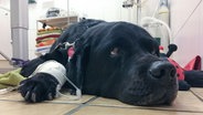 Ein kranker schwarzer Labrador Retriever liegt mit einer Infusion an der Pfote beim Tierarzt. © picture alliance / Eibner-Pressefoto Foto: Deutzmann/Eibner-Pressefoto