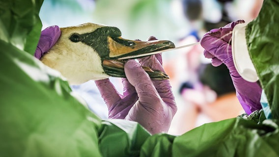 Eine Veterinärin entnimmt einem Schwan eine Probe aus dem Mundraum bei einer Tierseuchenübung im Ennepe-Ruhr-Kreis. Es wird geprobt, was im Falle eines Vogelgrippe-Ausbruchs zu tun wäre. (Foto vom 29.4.2024) © picture alliance/dpa | Christoph Reichwein 