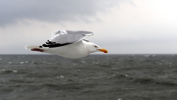 Eine Silbermöwe fliegt über die Nordsee bei Helgoland. © dpa picture alliance Foto: Ingo Wagner