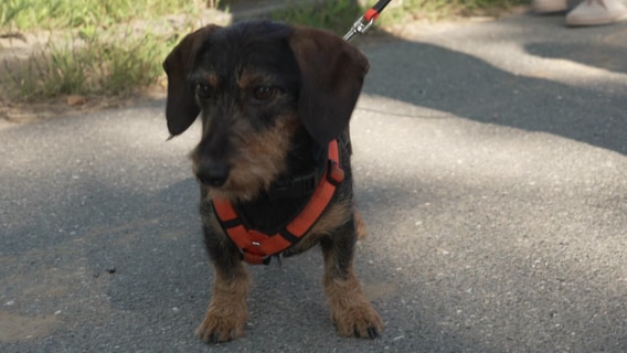 Spürhund Albert spürt Baumpilze auf. © Screenshot 