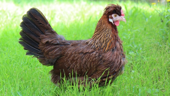 Ein Huhn mit dunkelbraunem Gefieder steht auf einer grünen Wiese, im unscharfen Hintergrund scheint die Sonne auf die Rasenfläche und das untere Drittel einer Art Verschlag ist verschwommen zu sehen. © Öko-BeratungsGesellschaft mbH Foto: Öko-BeratungsGesellschaft mbH