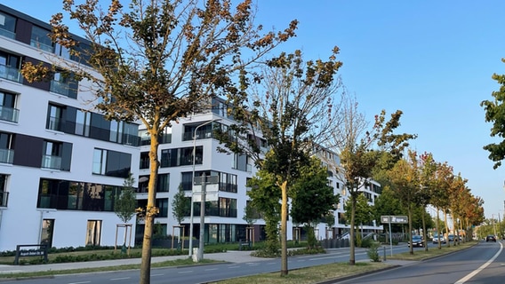 Von der Verticillum-Welke befallene Bäume in der August-Bebel-Straße in Rostock. © Amt für Stadtgrün, Naturschutz und Friedhofswesen 