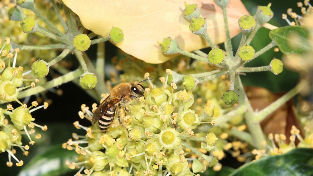 38 Wildbienenarten neu in MV entdeckt: Klimawandel ändert Populationen