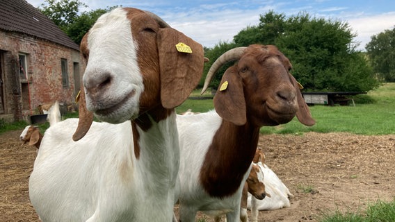 Zwei Burenziegen Foto: Franziska Drewes