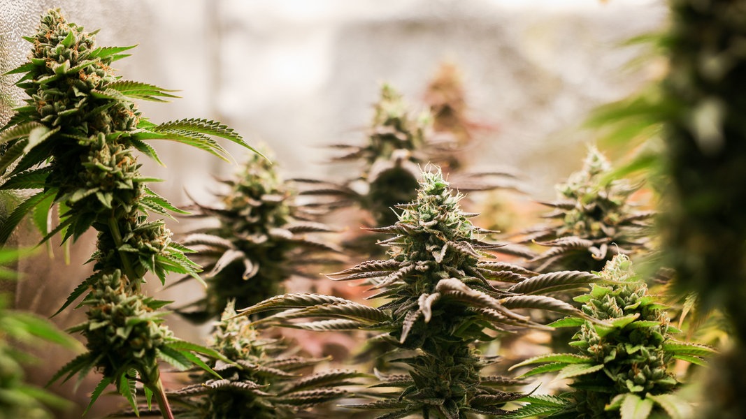 Erntereife Cannabispflanzen stehen in einem Aufzuchtszelt unter künstlicher Beleuchtung in einem Privatraum.