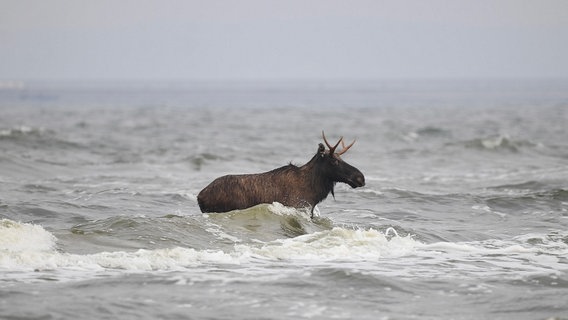 Elch in der Ostsee © NDR Foto: Tilo Wallrodt