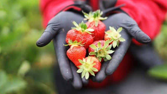Zwei Hände mit schwarzen Gummihandschuhen präsentieren sechs frisch geerntete Erdbeeren. © dpa Foto: Danny Gohlke