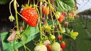 Die letzten Erdbeeren in MV für das Jahr 2022. © NDR 