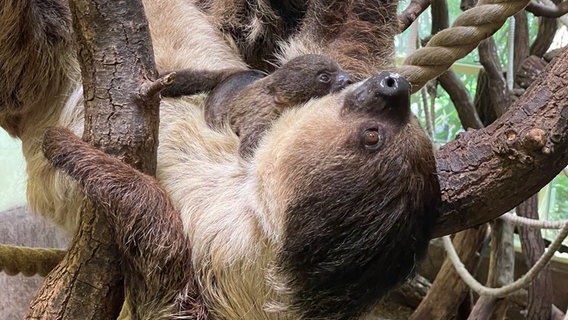 Das junge Faultier klammert sich fest an den Bauch seiner Mutter Amy, die an Seilen im Südamerika-Haus des Schweriner Zoos hängt. © NDR Foto: Christoph Kümmritz