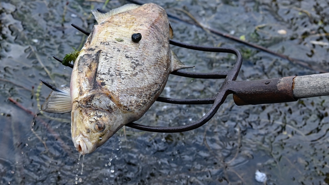 Oder-Fischsterben erreicht Stettiner Haff