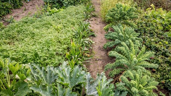 Die Richtige Fruchtfolge Im Gemusegarten Ndr De Ratgeber